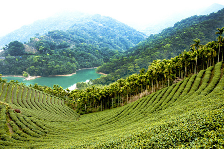 美丽的风景