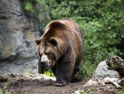 科迪亚克棕熊在小径行走的
