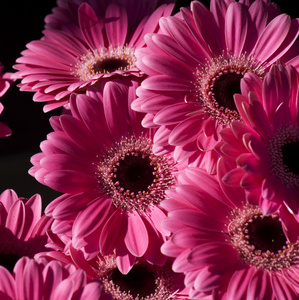 明亮的粉色非洲菊鲜花