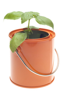 巴兹尔植物生长在橙色油漆罐