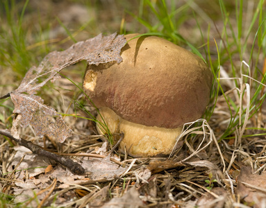 单个 cep 蘑菇