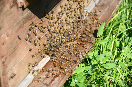 蜜蜂蜂巢附近