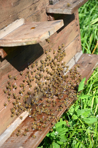 蜜蜂蜂巢附近图片