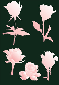 粉红色的孤立的玫瑰集合