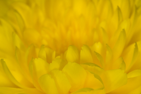 黄色菊花背景