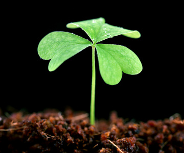 祝你好运三叶草图片