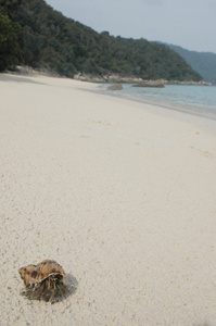 丹绒 basi 海滩上蜗牛壳