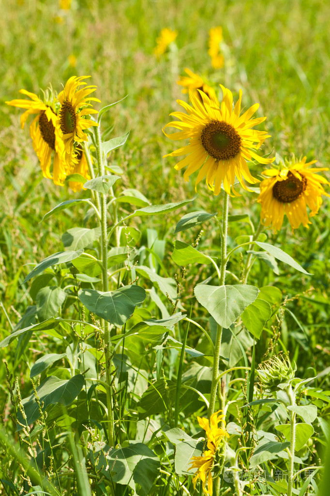 在背景中的绿色草向日葵
