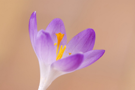 番红花花的春天