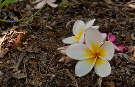 在地面上的白梅香花