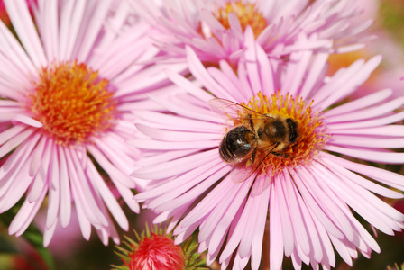 坐在粉红色紫菀花的蜜蜂