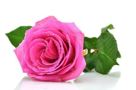 湿粉红玫瑰