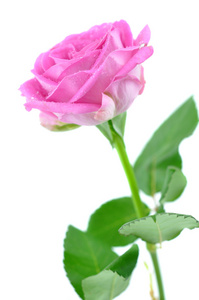湿粉红玫瑰