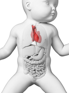 婴儿的心脏照片