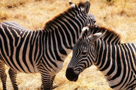 平原 游猎 保护 自然 非洲 陨石坑 野生动物 动物 坦桑尼亚