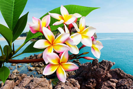 国外海边的花朵美图图片