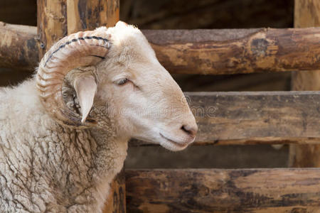 公羊头照片