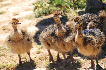 南非的鸵鸟雏鸟照片