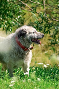 青草背景的灰色牧羊犬