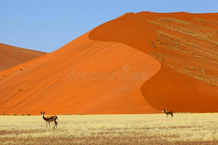 namib naukluft np的springbucks