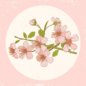 樱花插画图片
