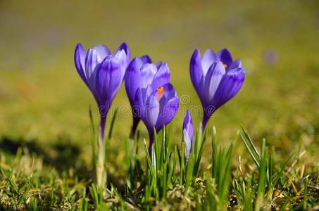 春日紫番红花