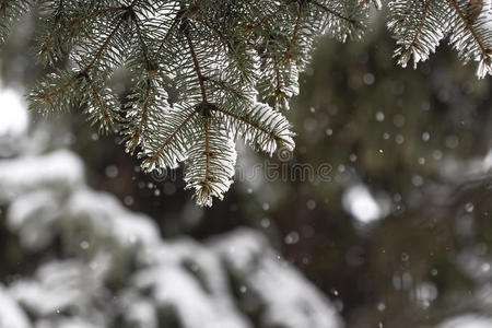 白雪覆盖的云杉树枝