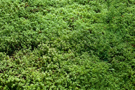 绿草背景