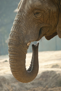 一只大象的脸的特写镜头