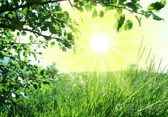 阳光草地