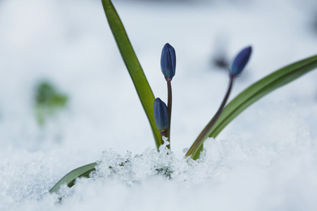 雪花莲