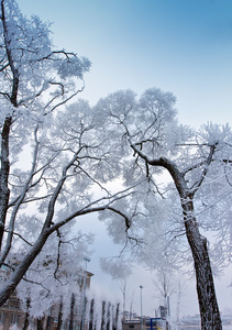 大雪覆盖的天空背景上树的分支机构