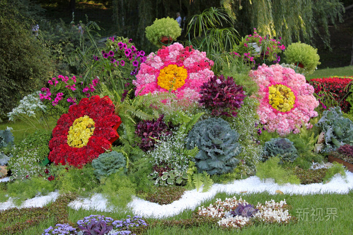 盛开的鲜花 在晚夏花园花坛照片 正版商用图片1995el 摄图新视界