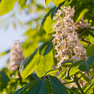 春天开花栗子花