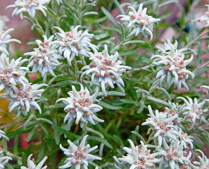 雪绒花白绒花