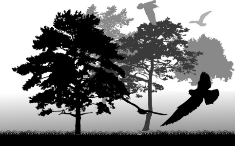 树木和鸟类的灰色图