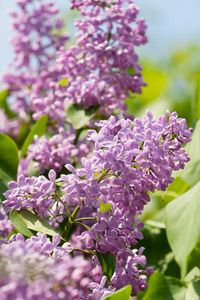 春天紫丁香花与绿枝