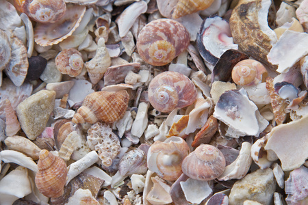 海贝壳在海滩上