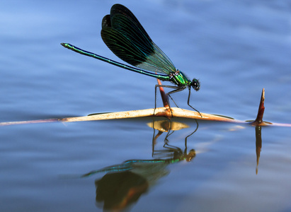 在一根棍子航行的蜻蜓