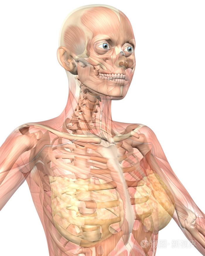 女性的肌肉解剖半透明近距离视图