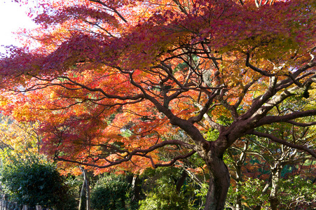 秋天的颜色在京都，日本