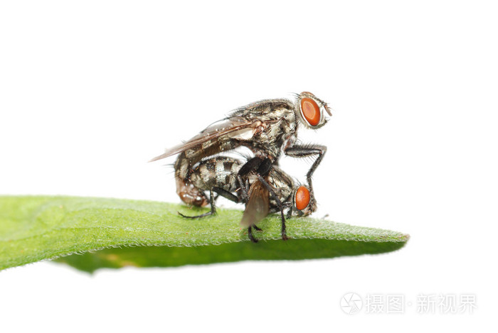 交配飞昆虫隔离