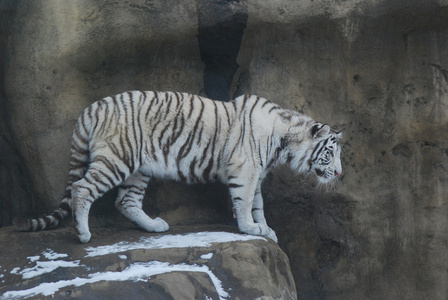 白老虎白色老虎白老虎白色背景的原意大利白松露卡通狮子头上白白虎