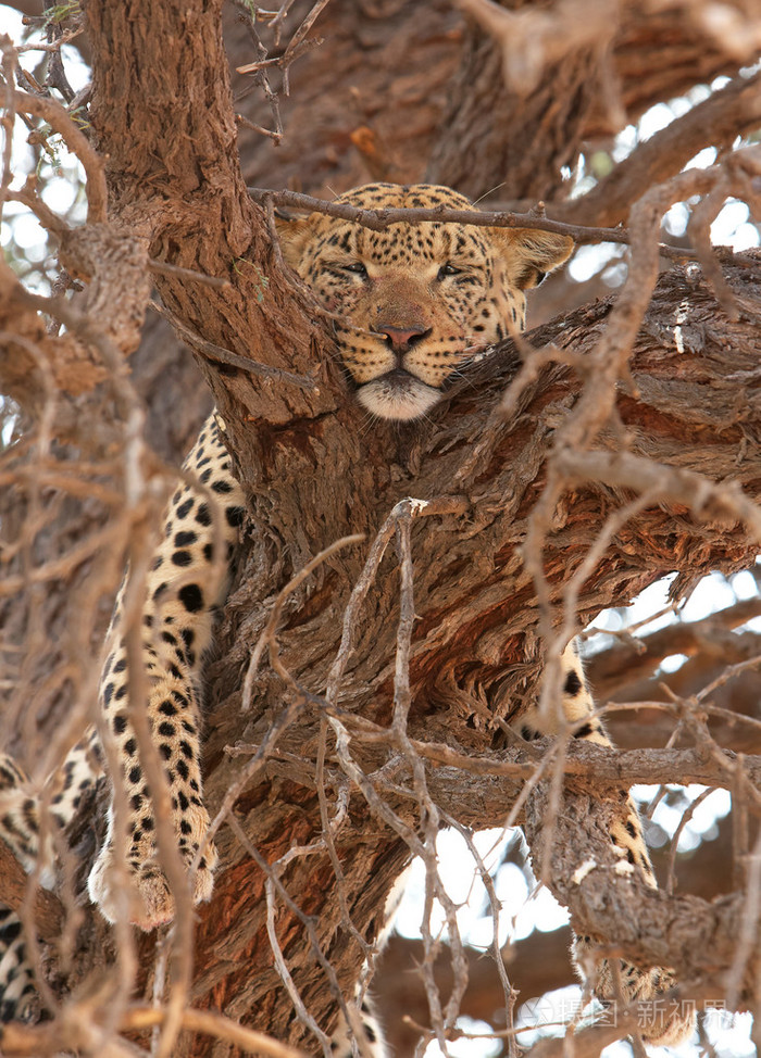 豹子动物金钱豹躺在树上