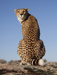 艾因野生动物园zurückblickender gepard, cheetah照片