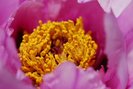 沾满花粉的郁金香花雄蕊