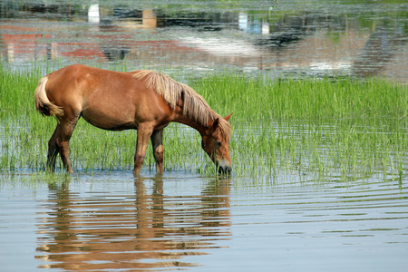 褐色的马站在水和放牧