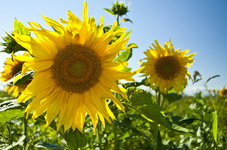 金葵花