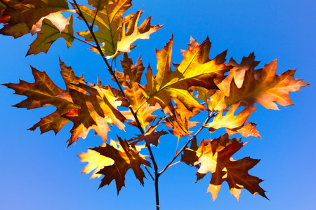 秋天的叶子，蓝色的天空