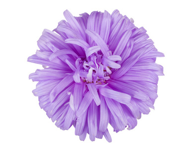 紫翠菊花卉